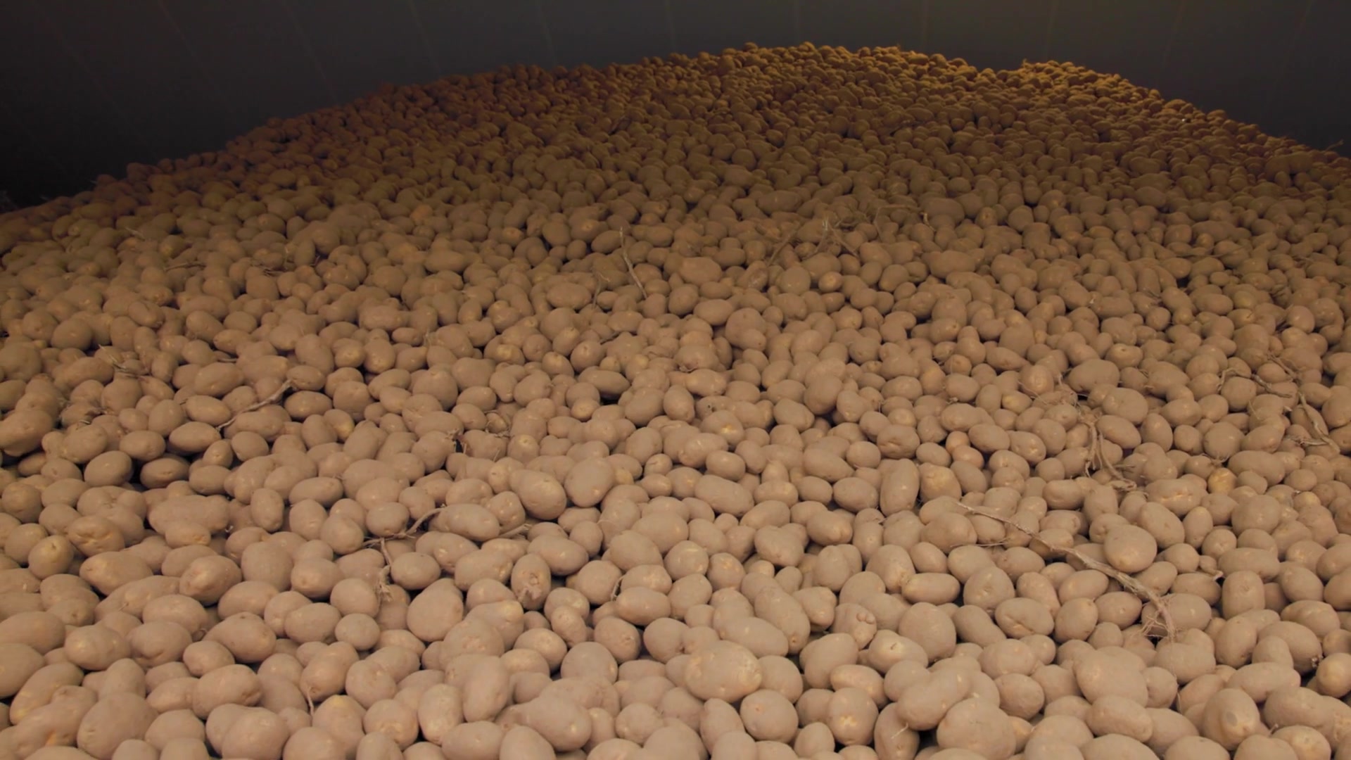 Groene AVR Puma rooimachine aan het werk op een aardappelperceel